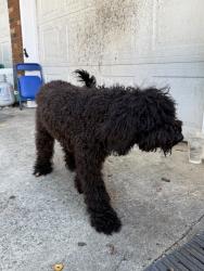 Found/Stray Female Dog last seen Near, Central, SC 29630