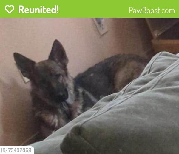 Reunited Female Dog last seen Baltic Ave, Rio Rancho, NM 87124