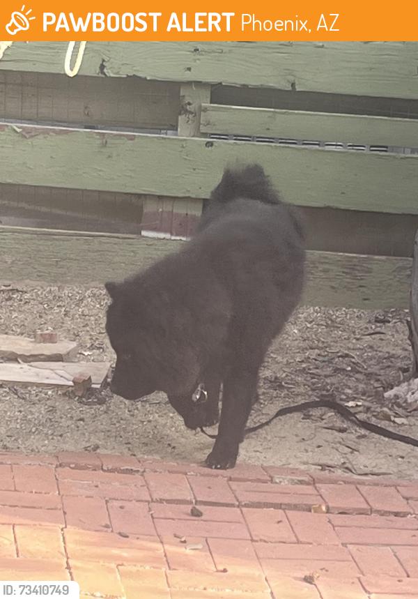 Found/Stray Unknown Dog last seen 22nd Ave and Catalina, Phoenix, AZ 85015
