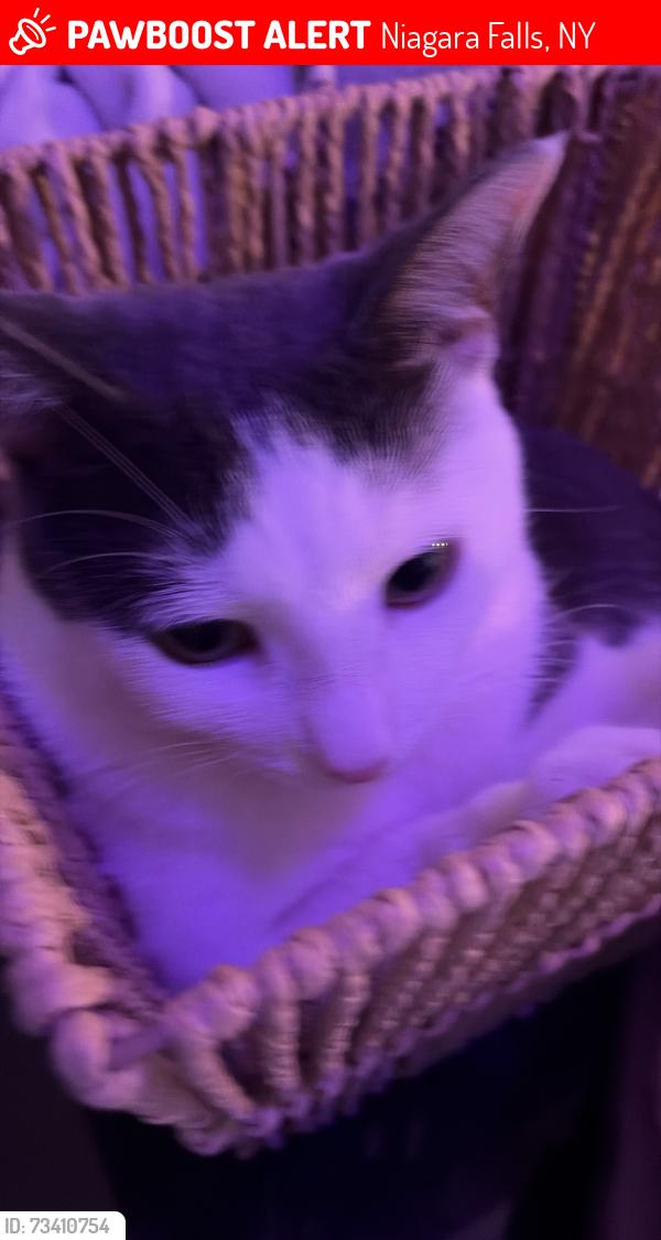 Lost Female Cat last seen Aaron griffin way, Niagara Falls, NY 14305