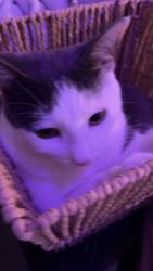 Lost Female Cat last seen Aaron griffin way, Niagara Falls, NY 14305