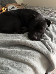 Found/Stray Female Dog last seen Royalview, Port Charlotte, FL 33948