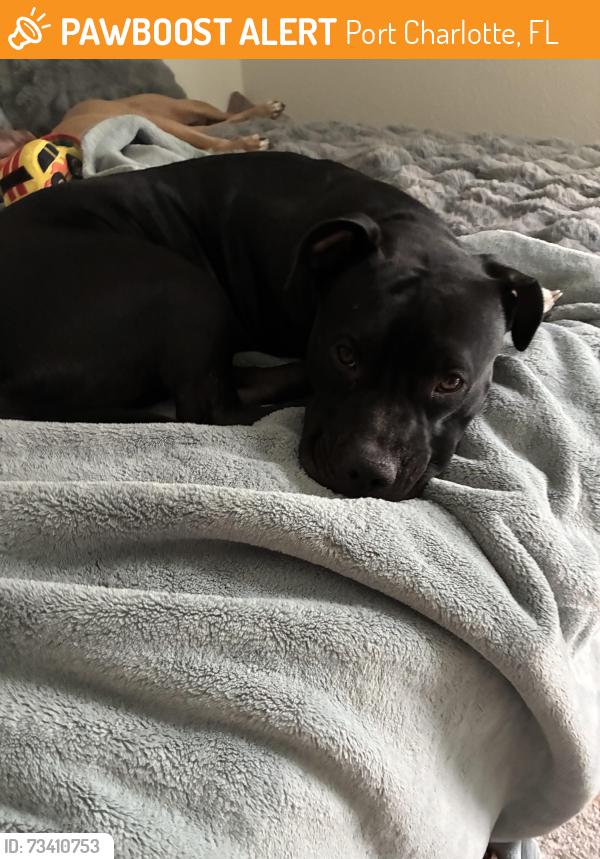 Found/Stray Female Dog last seen Royalview, Port Charlotte, FL 33948