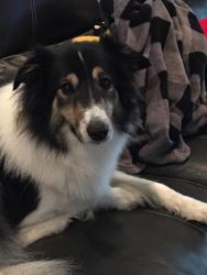 Lost Female Dog last seen Tenth Avenue, Manchester Township, NJ 08759