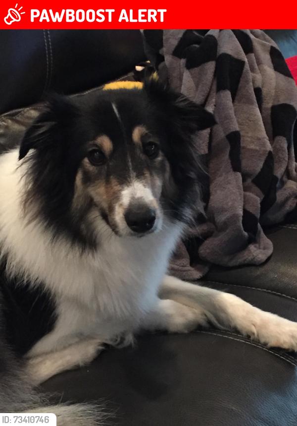 Lost Female Dog last seen Tenth Avenue, Manchester Township, NJ 08759