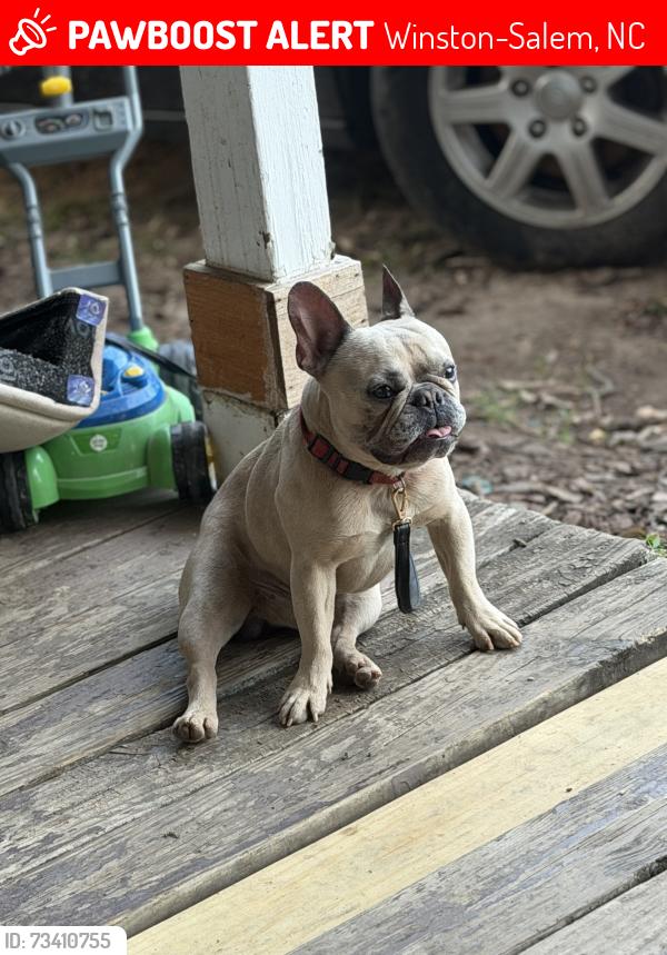Lost Male Dog last seen East Winston, Winston-Salem, NC 27101