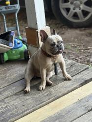 Lost Male Dog last seen East Winston, Winston-Salem, NC 27101