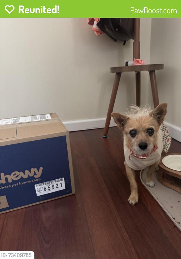 Reunited Female Dog last seen Forman Rd & Tomahawk Dr, St. Louis, MO 63123