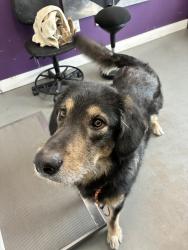 Shelter Stray Male Dog last seen Near W 900 S, SALT LAKE CITY, UT, 84101, 511 W 3900 S, Salt Lake City, UT 84123, USA