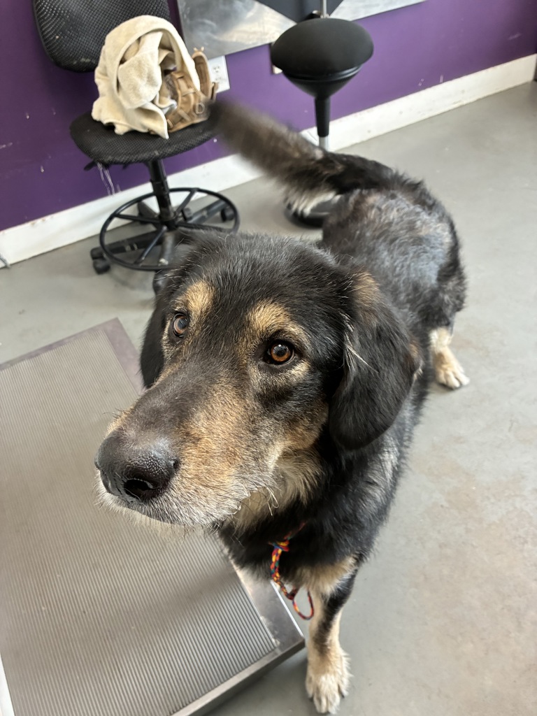 Shelter Stray Male Dog last seen Near W 900 S, SALT LAKE CITY, UT, 84101, 511 W 3900 S, Salt Lake City, UT 84123, USA