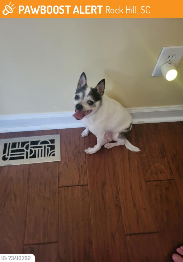 Found/Stray Male Dog last seen Off Celanese Rd, Rock Hill, SC 29730