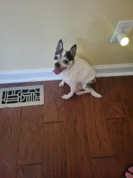 Found/Stray Male Dog last seen Off Celanese Rd, Rock Hill, SC 29730