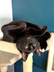 Lost Male Cat last seen Carpenter and College, Fort Collins, CO 80525