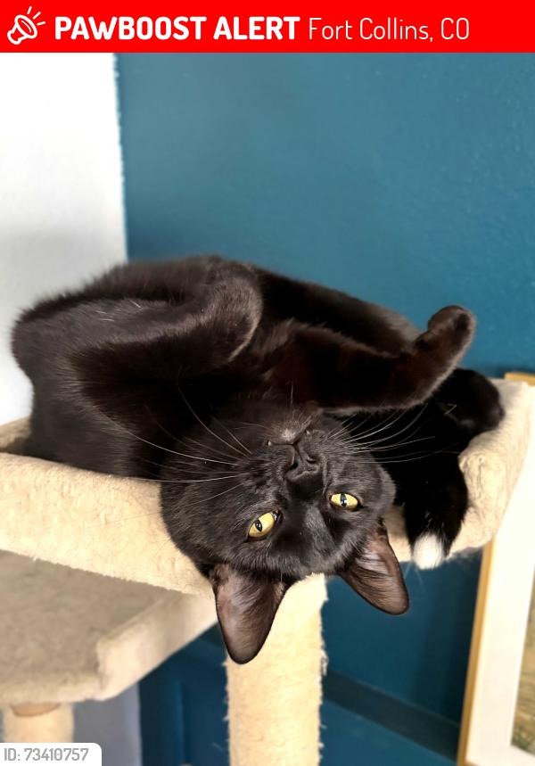 Lost Male Cat last seen Carpenter and College, Fort Collins, CO 80525