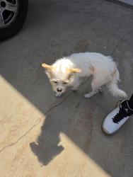 Found/Stray Male Dog last seen Marks, Fresno, CA 93722