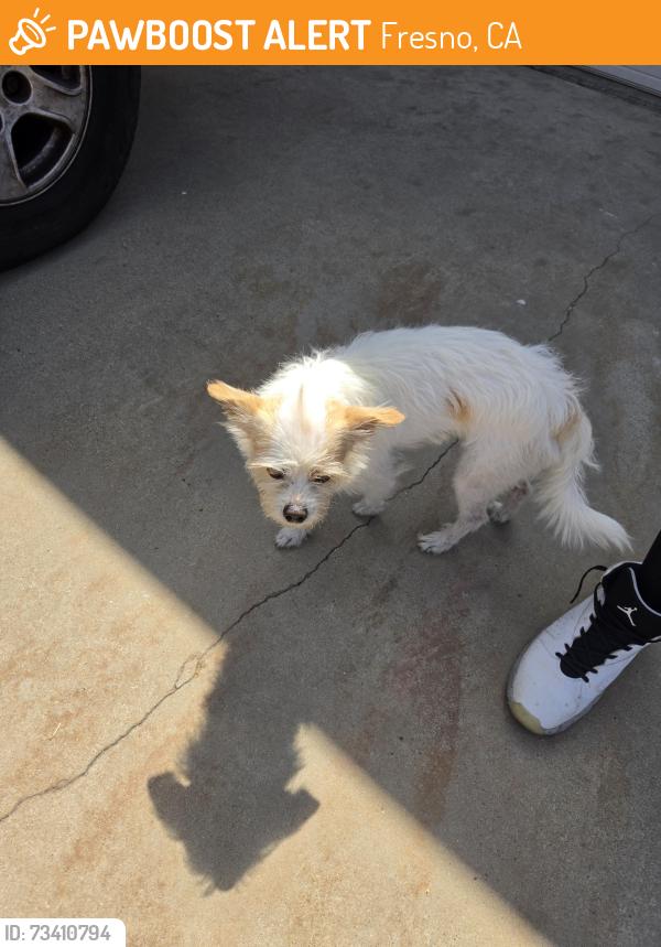 Found/Stray Male Dog last seen Marks, Fresno, CA 93722
