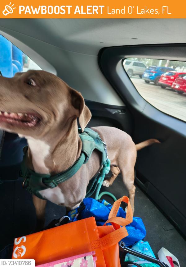 Found/Stray Male Dog last seen Drexel and lake patience, Land O' Lakes, FL 34638