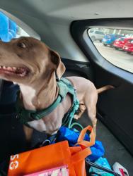 Found/Stray Male Dog last seen Drexel and lake patience, Land O' Lakes, FL 34638