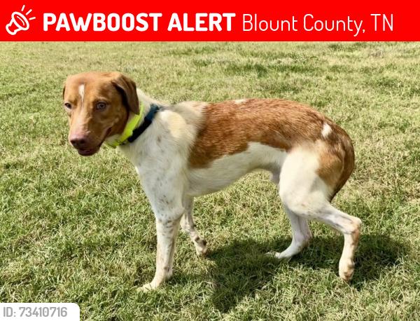 Lost Male Dog last seen Porter Elementary and Old Nails Creek Rd, Blount County, TN 37804