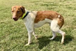 Lost Male Dog last seen Porter Elementary and Old Nails Creek Rd, Blount County, TN 37804