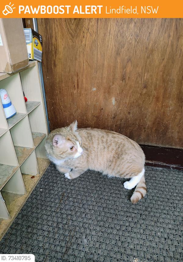 Found/Stray Unknown Cat last seen Lyell avenue Otis area by Park, Lindfield, NSW 2070