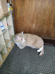 Found/Stray Unknown Cat last seen Lyell avenue Otis area by Park, Lindfield, NSW 2070