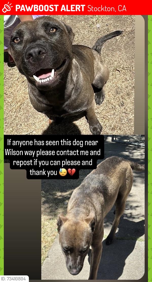Lost Female Dog last seen Harding and waterloo road, Stockton, CA 95205