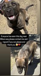 Lost Female Dog last seen Harding and waterloo road, Stockton, CA 95205