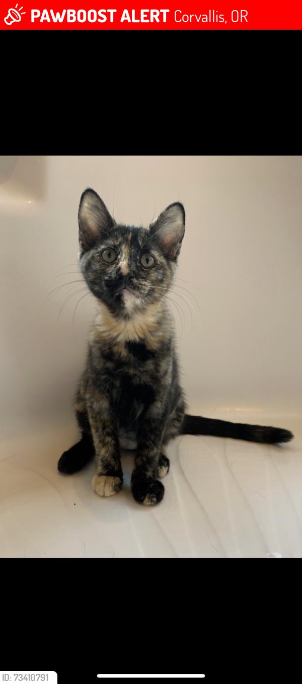 Lost Female Cat last seen NW Autumn St., Corvallis, OR 97330