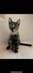 Lost Female Cat last seen NW Autumn St., Corvallis, OR 97330