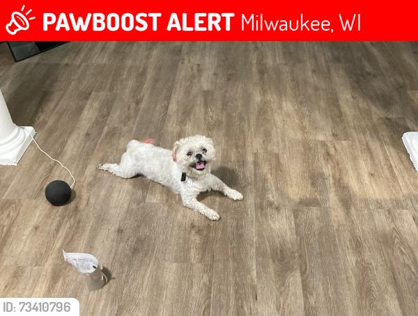 Lost Male Dog last seen N 60th, Milwaukee, WI 53218