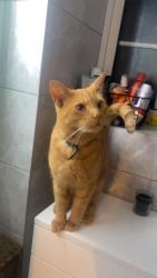 Reunited Male Cat last seen adamsfield, Cheshunt, England 