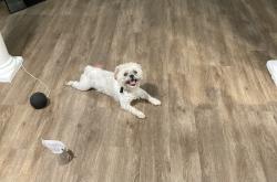 Lost Male Dog last seen N 60th, Milwaukee, WI 53218