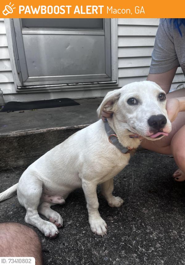 Found/Stray Male Dog last seen Off 75 exit 160b where it meets Pio Nono Ave, Macon, GA 31206