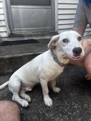 Found/Stray Male Dog last seen Off 75 exit 160b where it meets Pio Nono Ave, Macon, GA 31206