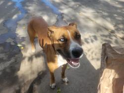 Found/Stray Female Dog last seen Pool station rd, San Andreas, CA 95249