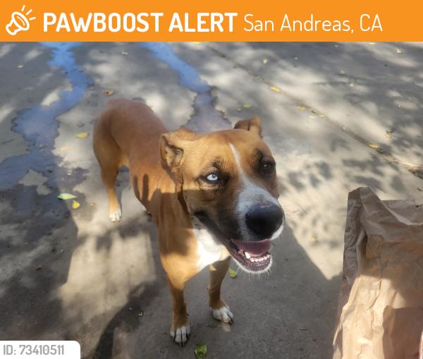 Found/Stray Female Dog last seen Pool station rd, San Andreas, CA 95249