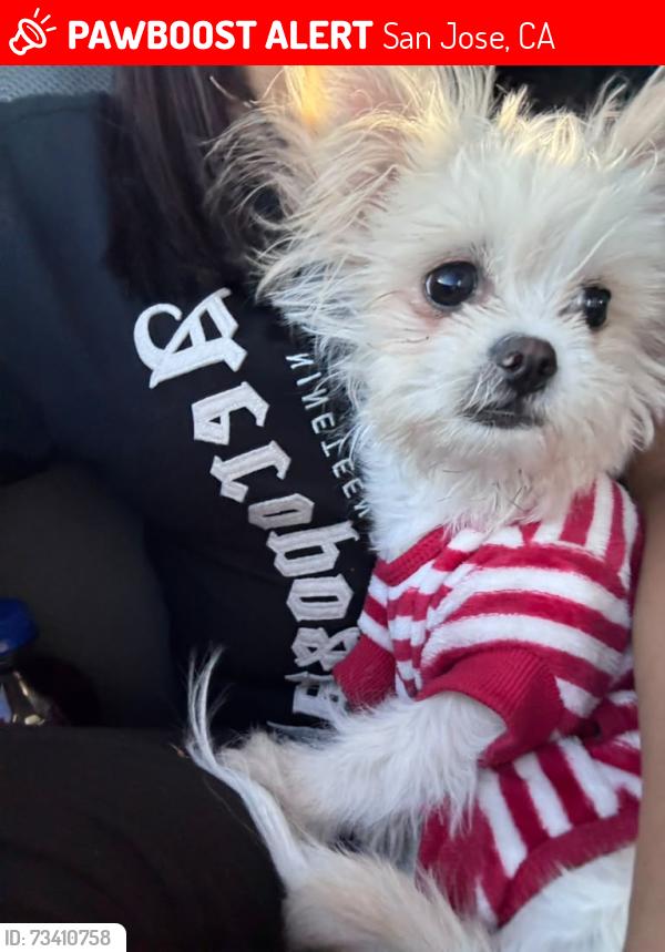 Lost Male Dog last seen Near E William St San Jose, CA 95112 United States, San Jose, CA 95112