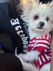 Lost Male Dog last seen Near E William St San Jose, CA 95112 United States, San Jose, CA 95112