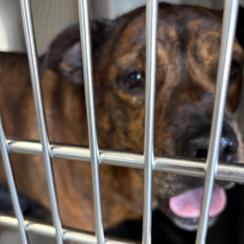 Shelter Stray Female Dog last seen , 980 Guilford College Rd, Greensboro, NC 27409, USA