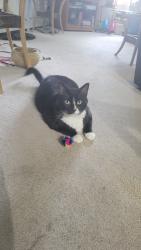 Lost Male Cat last seen Near Mcconachie Blvd, Edmonton, AB 