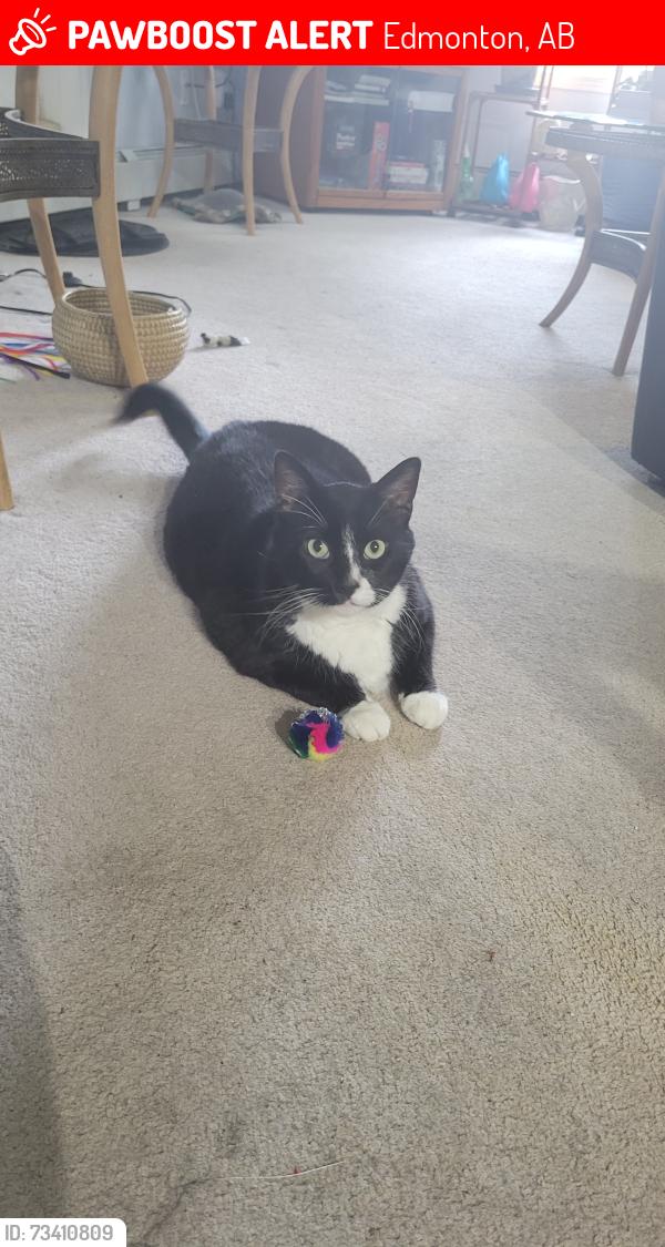 Lost Male Cat last seen Near Mcconachie Blvd, Edmonton, AB 