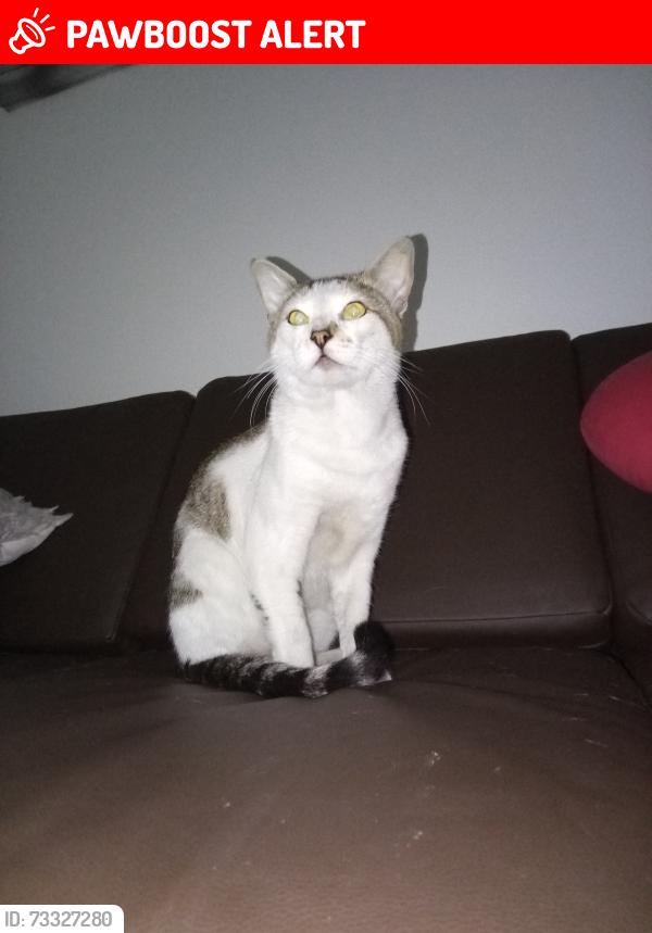 Lost Male Cat last seen Paseo Adelanto San Juan Capistrano, San Juan Capistrano, CA 92675