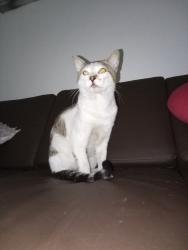 Lost Male Cat last seen Paseo Adelanto San Juan Capistrano, San Juan Capistrano, CA 92675