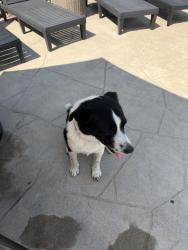 Found/Stray Male Dog last seen Goose creek/little elm, Fayetteville, AR 72702