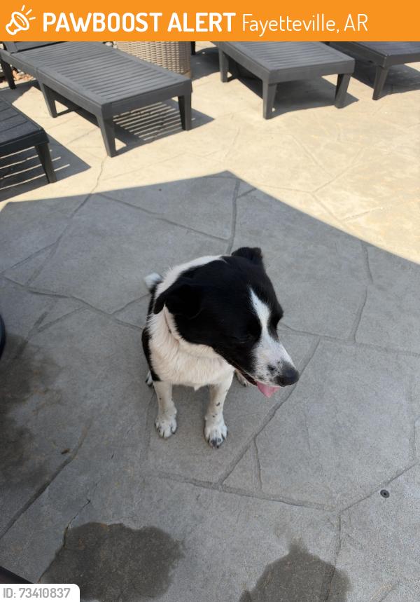 Found/Stray Male Dog last seen Goose creek/little elm, Fayetteville, AR 72702