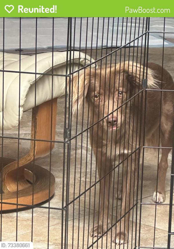 Reunited Female Dog last seen 68st / Exeter, Scottsdale, AZ 85251