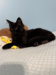 Lost Male Cat last seen Washington street, Rossville, GA 30741