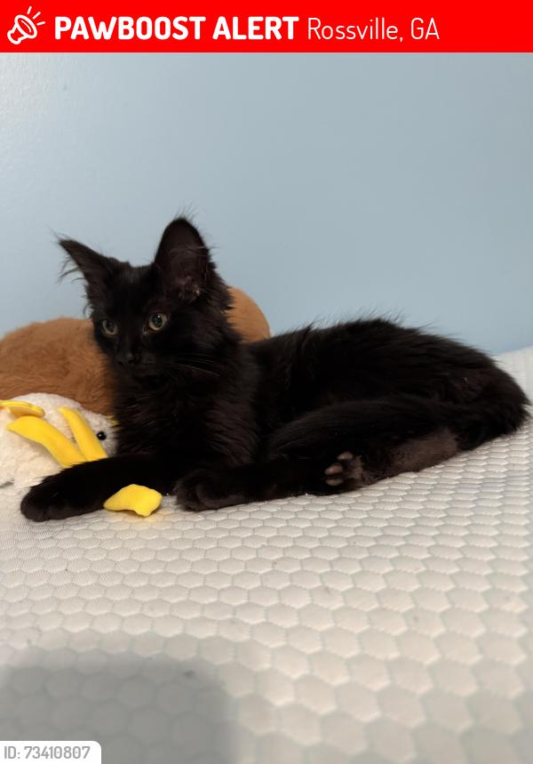 Lost Male Cat last seen Washington street, Rossville, GA 30741