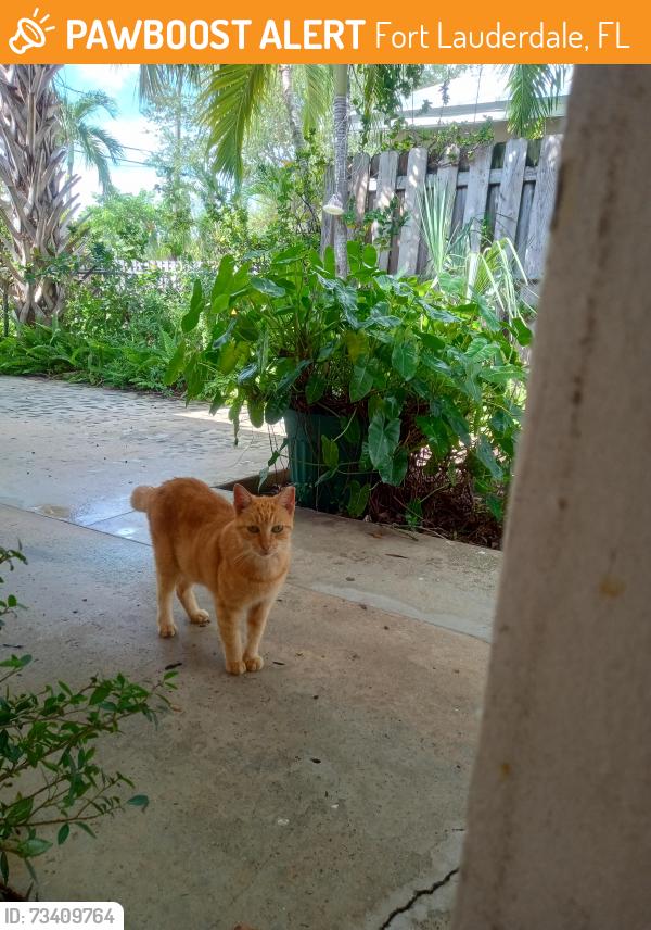 Found/Stray Unknown Cat last seen SE 13TH ST and SE 10TH AVE, Fort Lauderdale, FL 33316